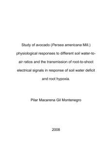 Persea americana physiological responses to different soil water-to-