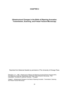 CHAPTER 2  Ultrastructural Changes in the Walls of Ripening Avocados: