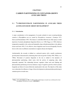 CARBON PARTITIONING IN CONTAINER-GROWN AVOCADO TREES CHAPTER 5 5.