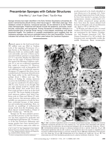 Precambrian Sponges with Cellular Structures Chia-Wei Li,* Jun-Yuan Chen,* Tzu-En Hua