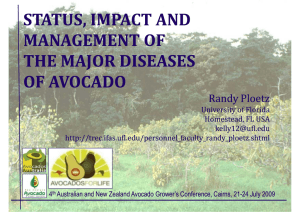 STATUS, IMPACT AND MANAGEMENT OF THE MAJOR DISEASES OF AVOCADO