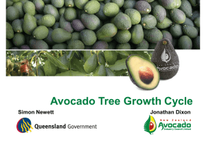 Avocado Tree Growth Cycle