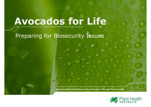 Avocados for Life Preparing for Biosecurity Issues
