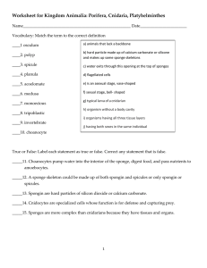 Worksheet for Kingdom Animalia: Porifera, Cnidaria, Platyhelminthes