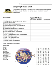 Comparing Mollusks Chart