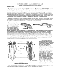 MARINE BIOLOGY - SQUID DISSECTION LAB