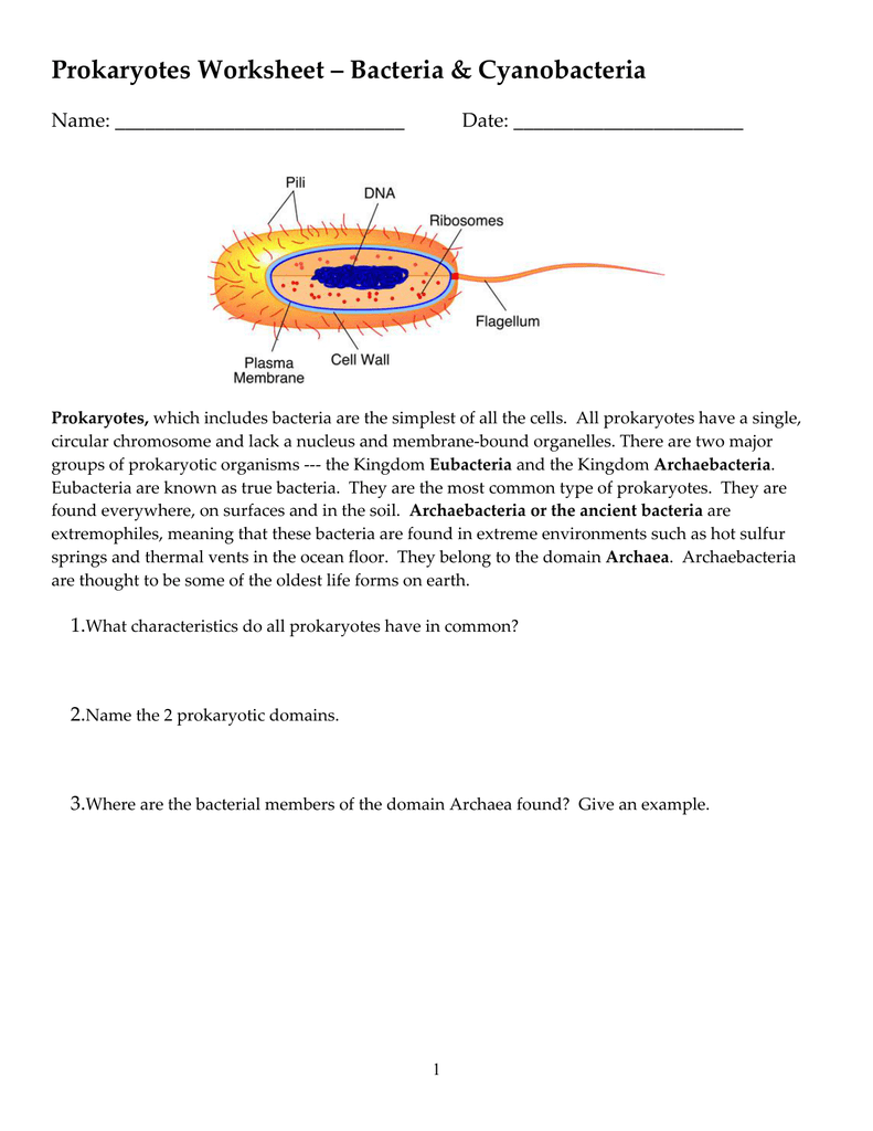 Prokaryotes Worksheet – Bacteria &amp; Cyanobacteria Name: Date: Within Prokaryotes Bacteria Worksheet Answers