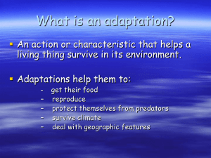 What is an adaptation?