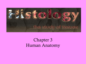 Chapter 3 Human Anatomy