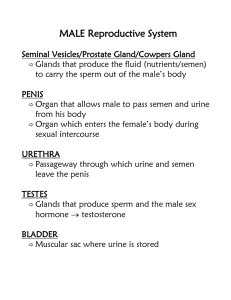 MALE Reproductive System