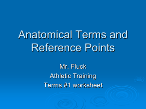 Anatomical Terms and Reference Points Mr. Fluck Athletic Training