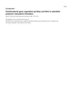 Combinatorial gene regulation by Bmp and Wnt in zebrafish Corrigendum 4117