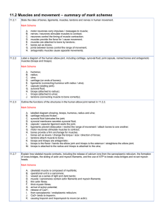 summary of mark schemes 11.2 Muscles and movement