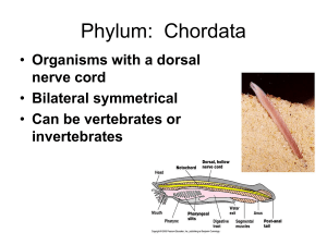 Phylum:  Chordata Organisms with a dorsal Bilateral symmetrical Can be vertebrates or