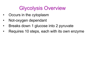 Glycolysis Overview