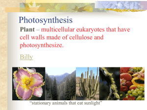 Photosynthesis Plant multicellular eukaryotes that have cell walls made of cellulose and