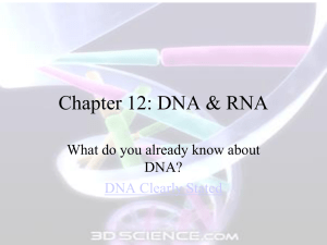 Chapter 12: DNA &amp; RNA What do you already know about DNA?