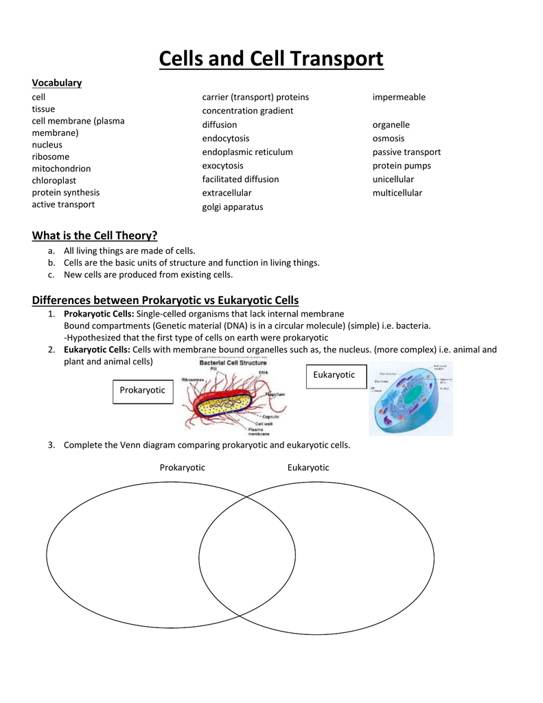 Cells And Cell Transport Vocabulary