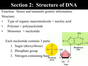 Section 2:  Structure of DNA