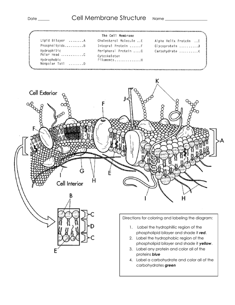 Cell Membrane Structure Within Cell Membrane Coloring Worksheet Answers