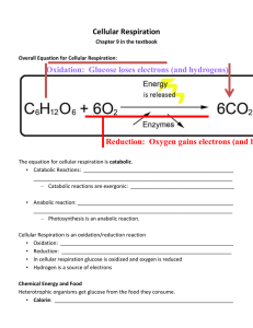 Cellular Respiration Reduction:  Oxygen gains electrons (and hydrogens)