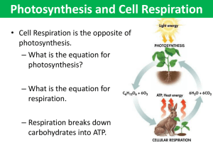 Photosynthesis and Cell Respiration