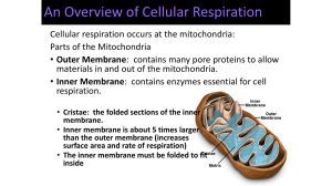 An Overview of Cellular Respiration