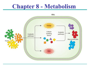 Chapter 8 - Metabolism