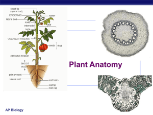 Plant Anatomy AP Biology 2006-2007