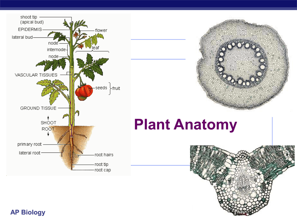 Анатомия растений ботаника. Анатомия растений. Plant root Anatomy. Анатомия растений олимпиада. Анатомия растений достижение.