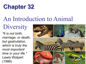 An Introduction to Animal Diversity Chapter 32