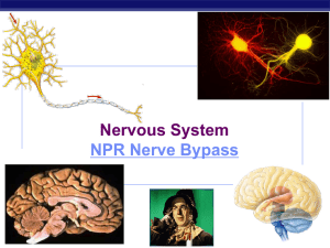 Nervous System NPR Nerve Bypass AP Biology 2007-2008