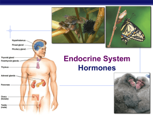 Endocrine System Hormones AP Biology 2007-2008