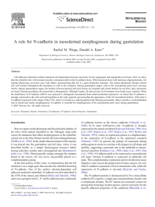 A role for N-cadherin in mesodermal morphogenesis during gastrulation ⁎