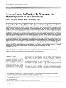 half baked Morphogenesis of the Ectoderm RESEARCH ARTICLE *