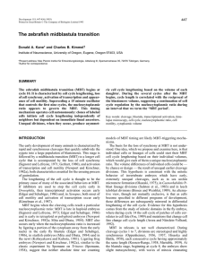447 The zebrafish midblastula transition (MBT) begins at