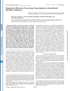 Regulatory Elements Governing Transcription in Specialized Myofiber Subtypes*