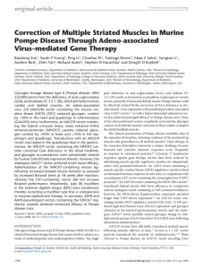 Correction of Multiple Striated Muscles in Murine Pompe Disease Through Adeno-associated
