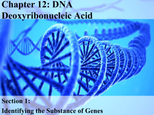 Chapter 12: DNA Deoxyribonucleic Acid Section 1: Identifying the Substance of Genes