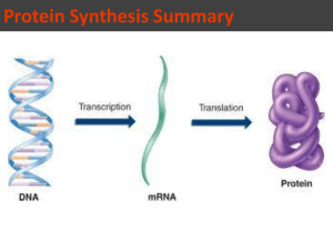 Protein Synthesis Summary