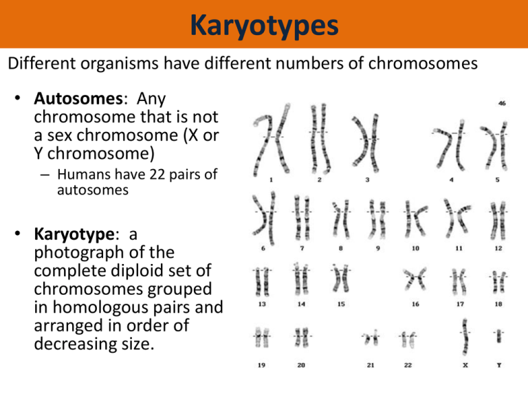 Student exploration human karyotyping gizmo answer key scientists use karyo...