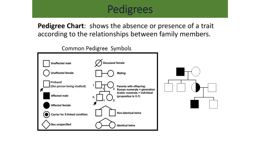 Pedigree Chart X Linked Recessive