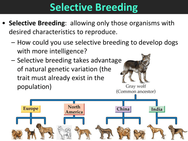 Evaluate The Use Of Selective Breeding