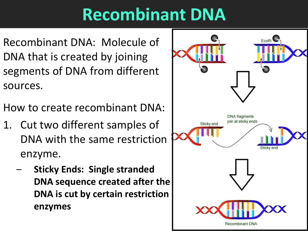 To Create A Molecule Of Dna Which Of The