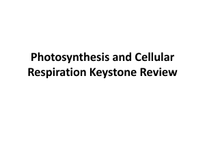 Photosynthesis and Cellular Respiration Keystone Review