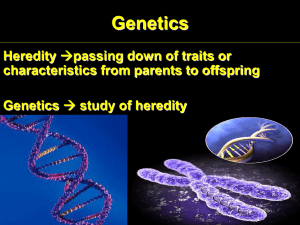 Genetics Heredity characteristics from parents to offspring