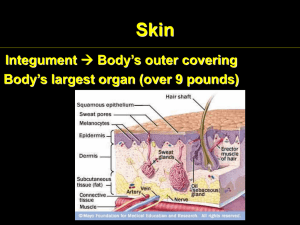 Skin Body’s outer covering Integument Body’s largest organ (over 9 pounds)