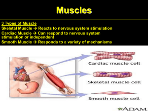 Muscles 3 Types of Muscle Skeletal Muscle Cardiac Muscle