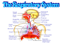 Respiratory System Quiz Study guide Name: Date: ______ Period