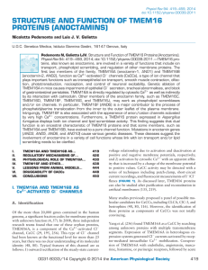 L STRUCTURE AND FUNCTION OF TMEM16 PROTEINS (ANOCTAMINS)